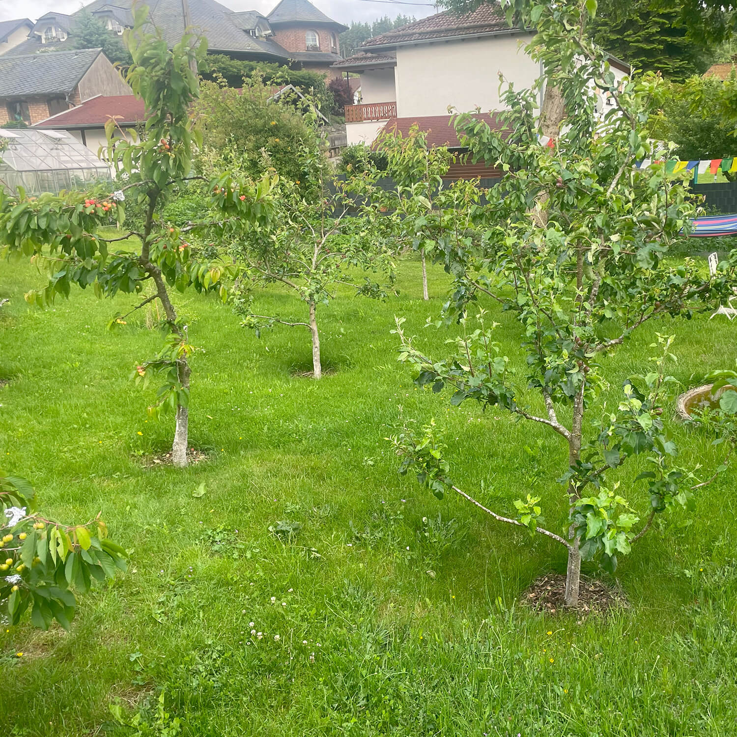 Bildstein's Bed & Breakfast Gismo's Biogarten Obst und Gemüse