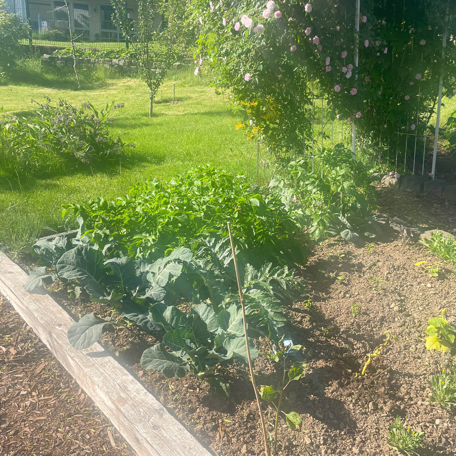 Bildstein's Bed & Breakfast Gismo's Biogarten Obst und Gemüse