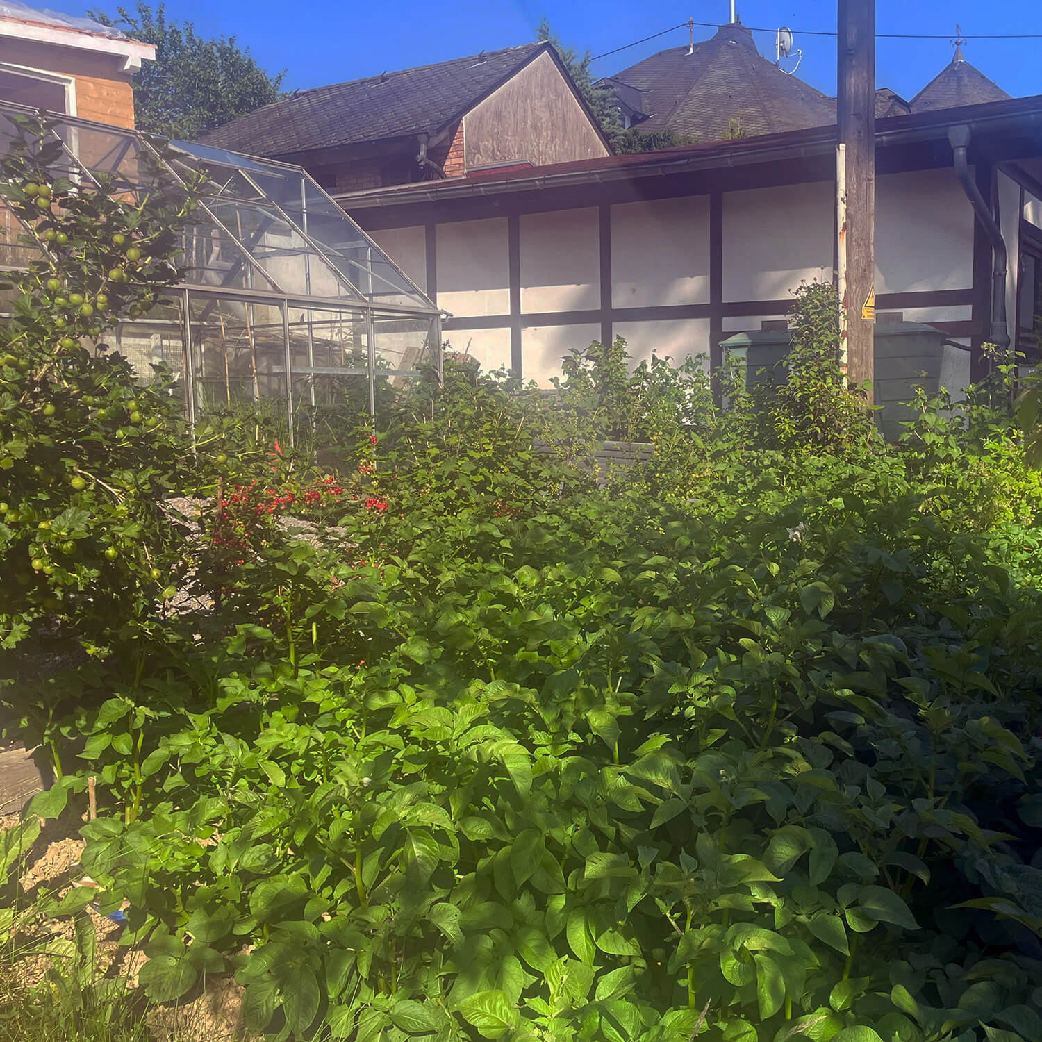 Bildstein's Bed & Breakfast Gismo's Biogarten Obst und Gemüse